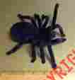 2027 Uncle Milton Remote Control Walking Rc Tarantula With Light Up Eyes