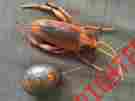 2142 Remote Control Radio Roach Uncle Milton Horrible Pets Rc Insect Cockroach Used