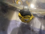 2007 Dreamworks Bee Movie Flytech Wowwee Barry Rc Winged Flight Radio Shack Open. Fixed Price $19.99.