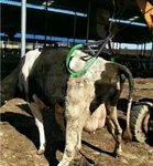 2204LB Lame Cow Hip Lift Stand Support Assist Holder Frame Device Farm. Fixed Price $126.96.