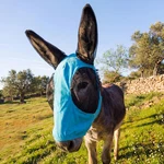 Mini Donkey Fly Mask With Ears Protection, Stretchy Mule Big Mesh Eye. Fixed Price $38.04.