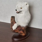 Arctic Taxidermy Head Shoulder - White Fox, Snow Mounted, Stuffed. Fixed Price $450.00.