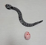 Innovation Snake Robot Toy Animal Rc Gift Meme Kids Infrared Control. Fixed Price $50.00.